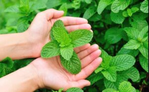 10 Mind-Blowing Benefits of Mint Tea Revealed!