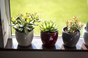 5 Indoor Plants That Thrive on Neglect – Perfect for Busy People!